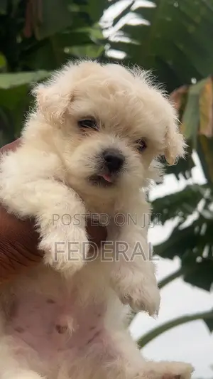 1-3 months Male Purebred Lhasa Apso