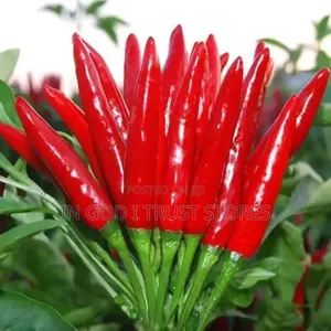 Bird's Eye Chili