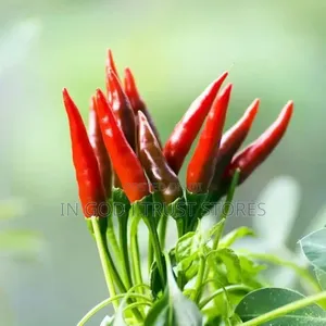 Bird's Eye Chili