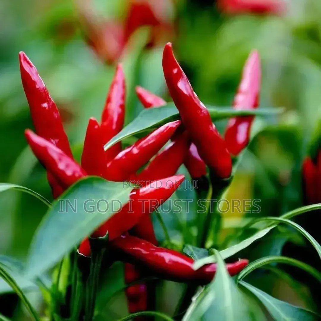 Bird's Eye Chili
