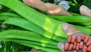 Jack Bean Seeds