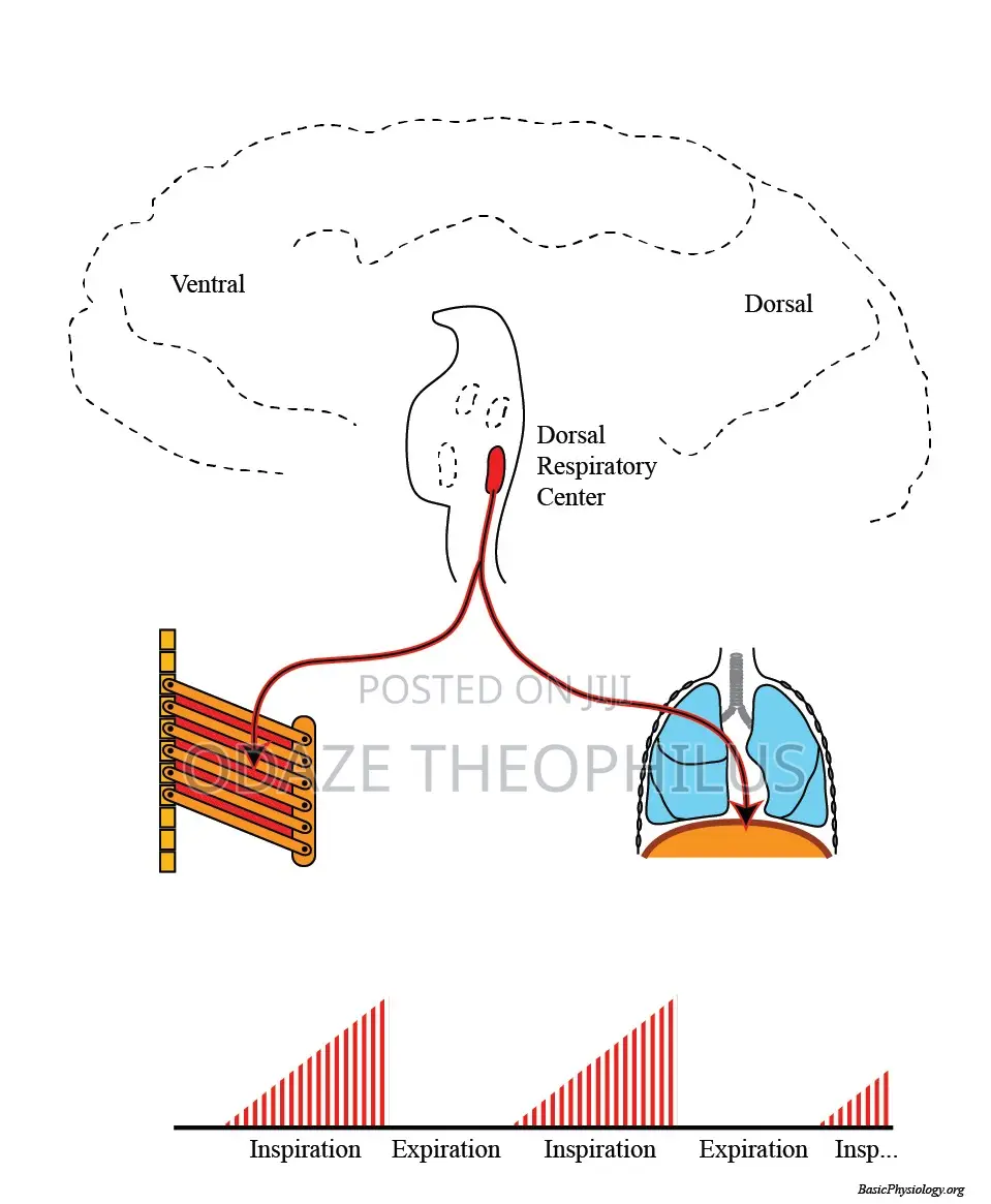 Respiratory and Cardiovascular Physiology Tutoring