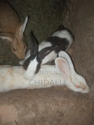 Rabbits Available