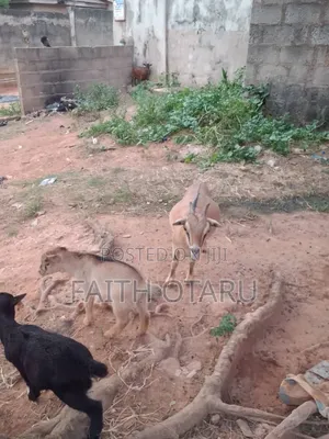 Mother and Children Goat