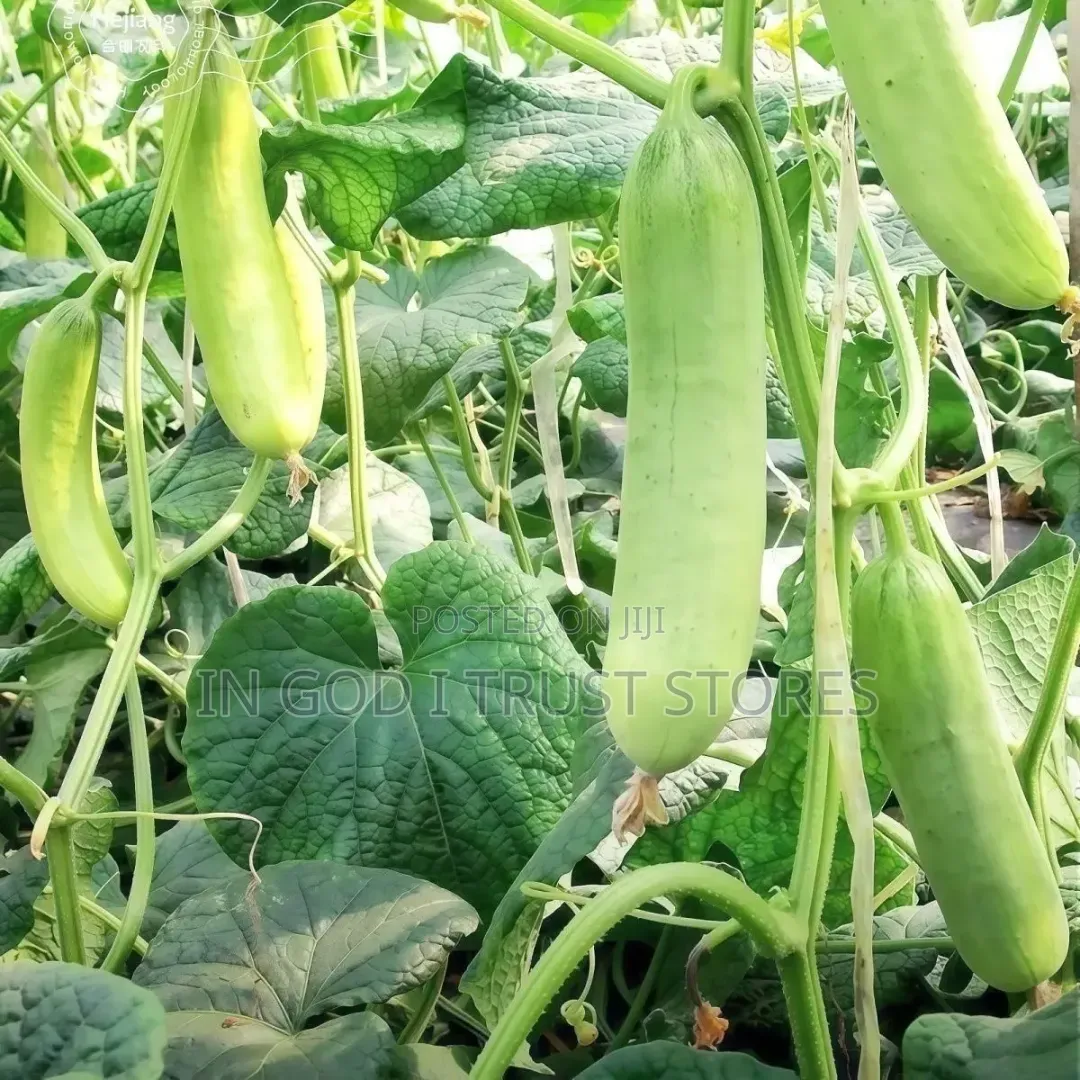 English Cucumber Seeds