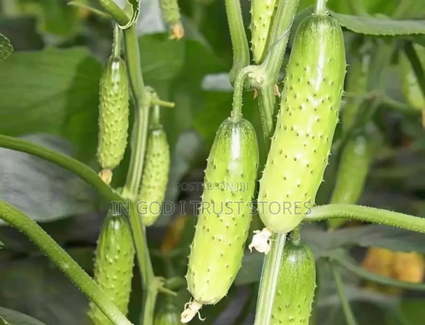 English Cucumber Seeds