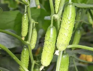 English Cucumber Seeds