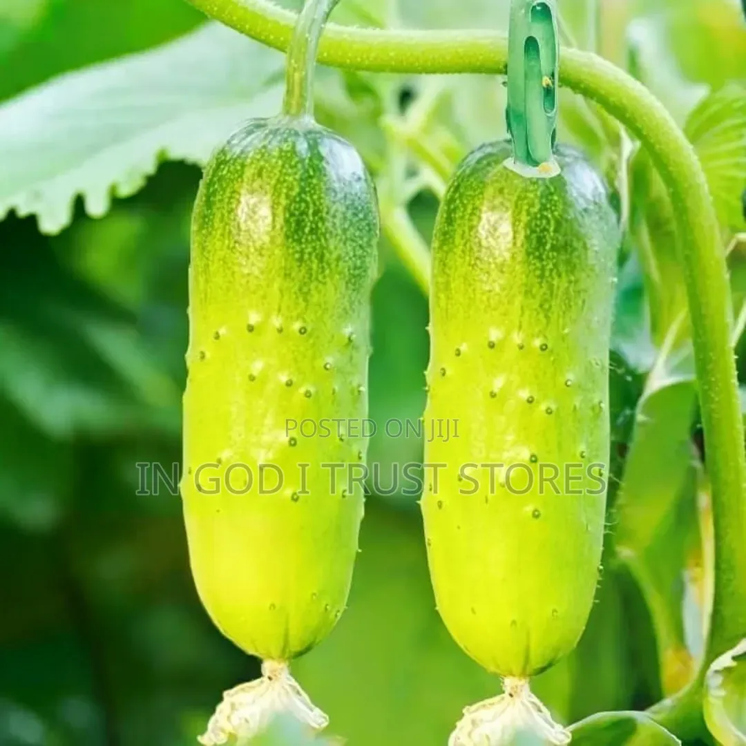 English Cucumber Seeds
