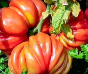 Accordion Tomato Seeds