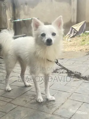 1+ year Male Purebred American Eskimo