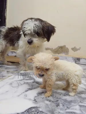 1+ year Female Purebred Lhasa Apso