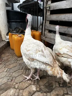 Giant Foreign Turkey