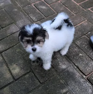 0-1 month Female Purebred Lhasa Apso