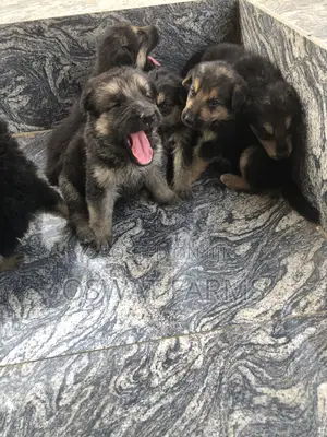 1-3 months Female Purebred German Shepherd