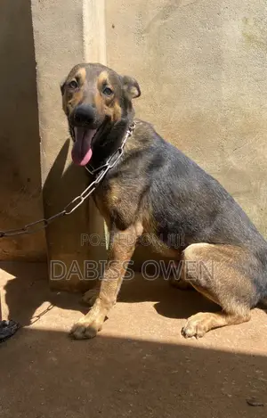 1+ year Male Purebred German Shepherd