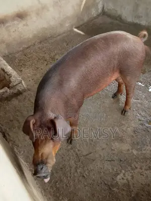 Duroc Mature Male Pig for Breeding in Abuja
