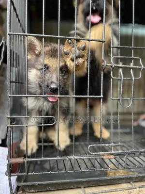 1-3 months Male Purebred German Shepherd
