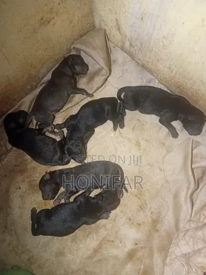 0-1 month Female Purebred German Shepherd