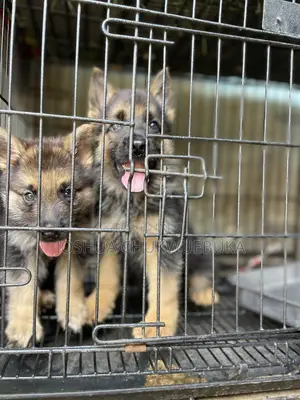 1-3 months Female Purebred German Shepherd