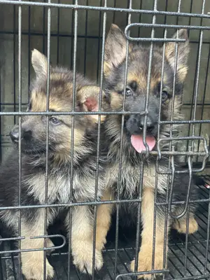 1-3 months Female Purebred German Shepherd