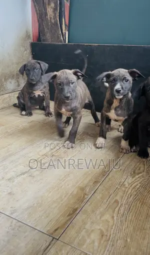 0-1 month Female Mixed Breed American Pit Bull Terrier