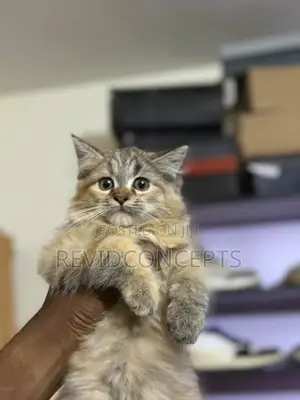3-6 months Female Purebred Persian