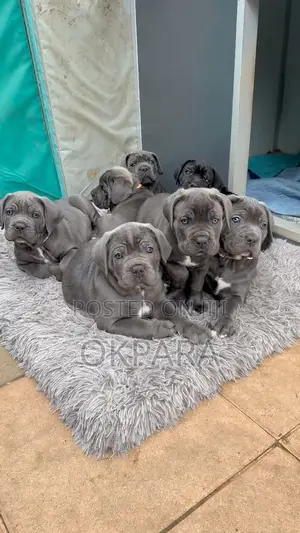 1-3 months Female Purebred Boerboel