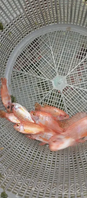 Tilapia Fish