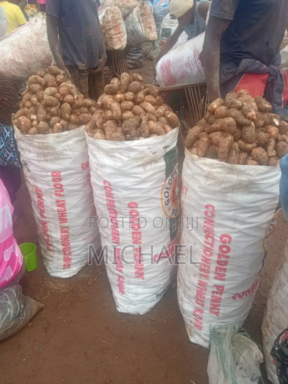 Fresh Clean Natural Cocoyam