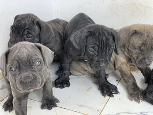 1-3 months Female Purebred Cane Corso