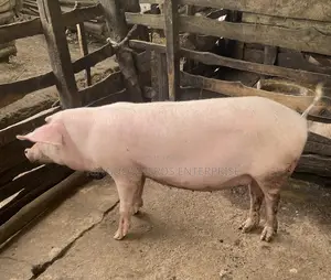 Two Pregnant Tn70 for Sale