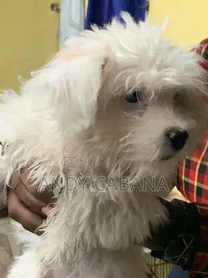 3-6 months Female Purebred Maltese