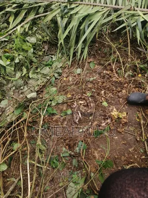 My Personal Land