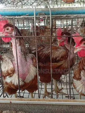 Chicken Old Layers