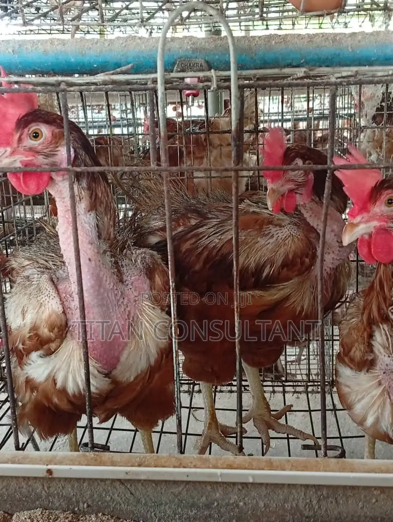 Chicken Old Layers