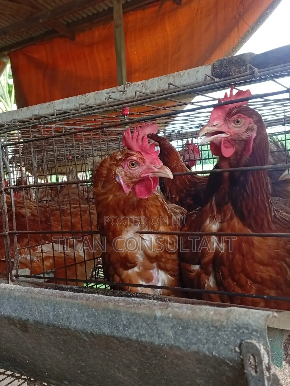 Chicken Old Layers