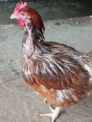 Chicken Old Layers