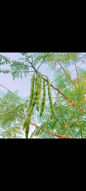 Herbal Medicine