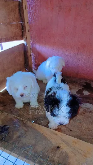 1-3 months Female Purebred Lhasa Apso
