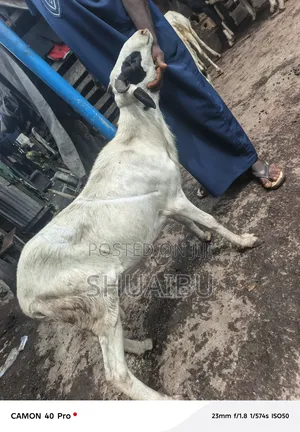 Life Rams and Goats for Sale