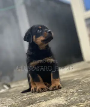 1-3 months Male Purebred Rottweiler