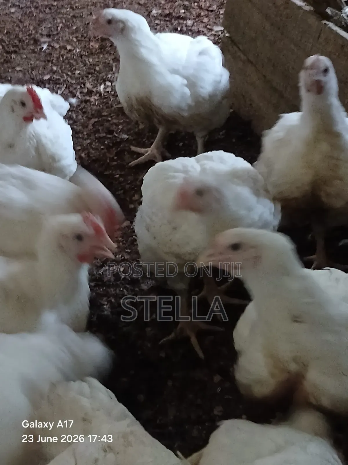 Boiler Chicken