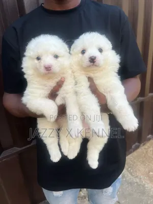 1-3 months Female Purebred American Eskimo