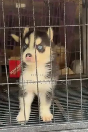 1-3 months Female Purebred Siberian Husky