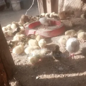 Salwa Quail