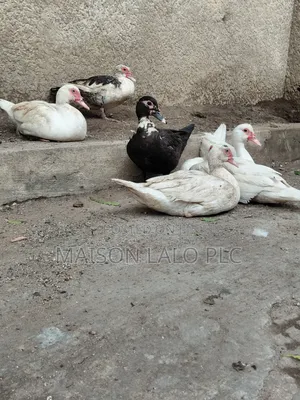 Matured Muscovy Ducks for Breeding