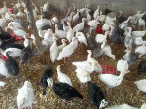 Poultry Product