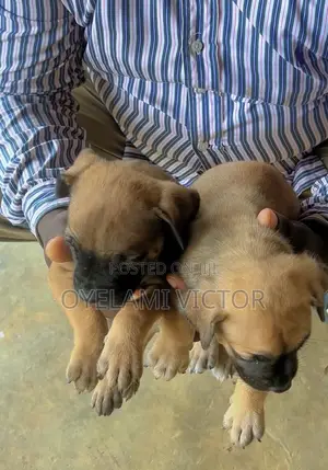 1-3 months Female Purebred Boerboel