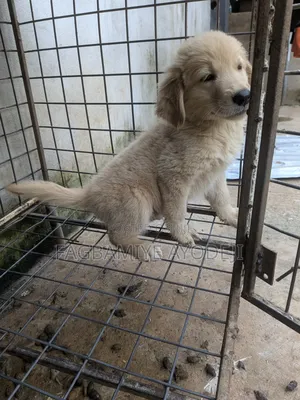 1-3 months Female Purebred Golden Retriever