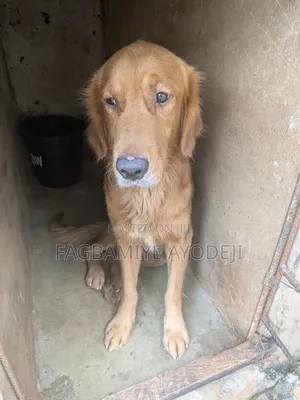 1+ year Male Purebred Golden Retriever